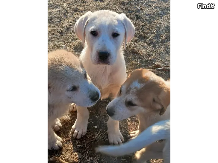 Säljes Centralasiatisk herdehund valpar