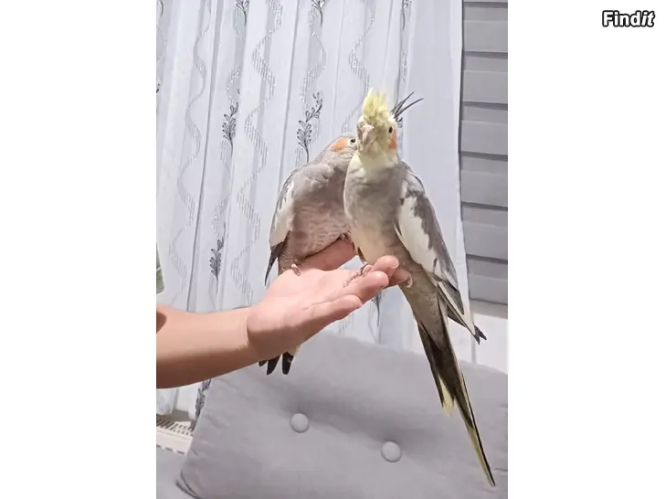 Myydään pari Neitokakadu