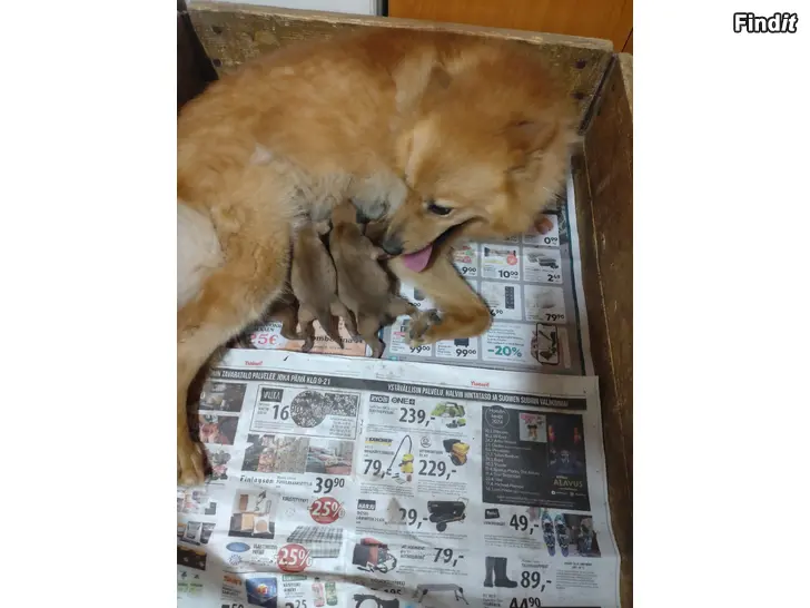 Myydään Suomenpystykorvan pentuja