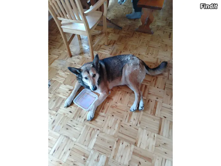 Myydään Valmet hihnapyörä + kiinnityspanta