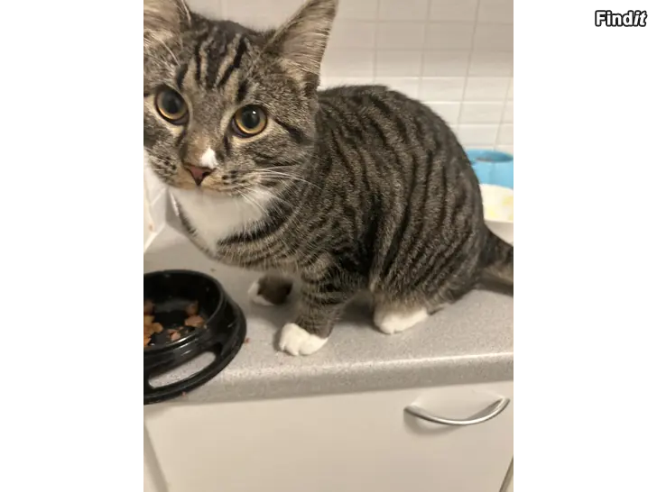 Säljes 2 Kilttiä Sisäkissaa