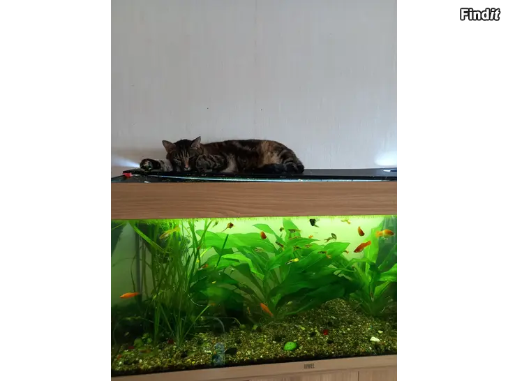 Säljes SÄLJES FISKAR