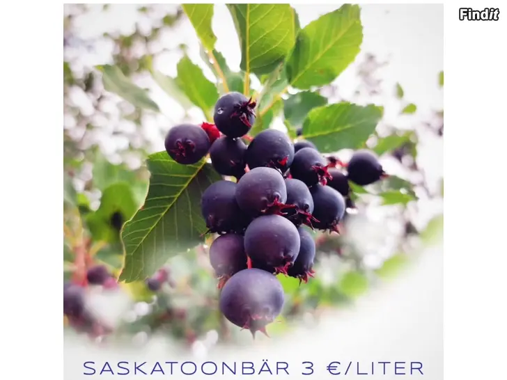 Säljes SJÄLVPLOCKNING AV SASKATOONBÄR