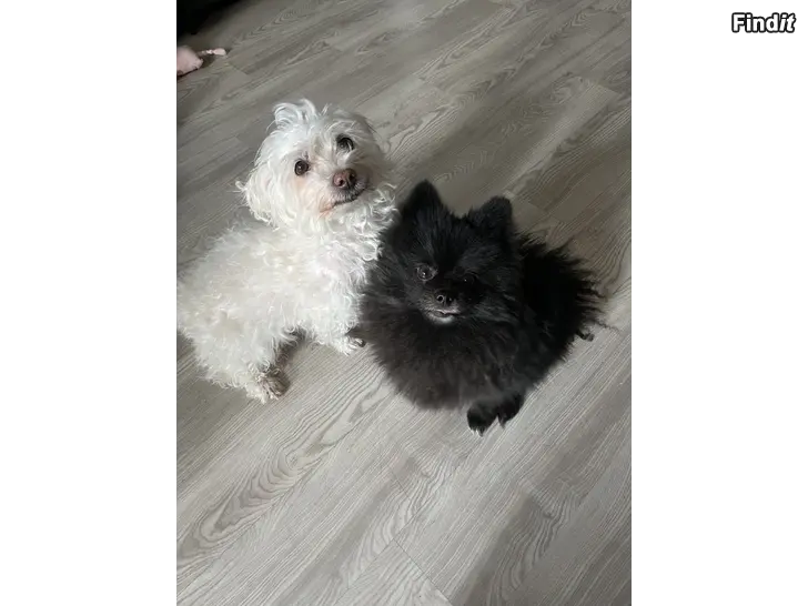Myydään 2,5 år pomeranian  11,5 år bichon havanese behöver inte gå till samma hem