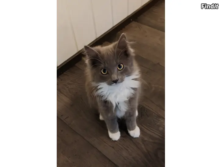 Säljes Kattungar