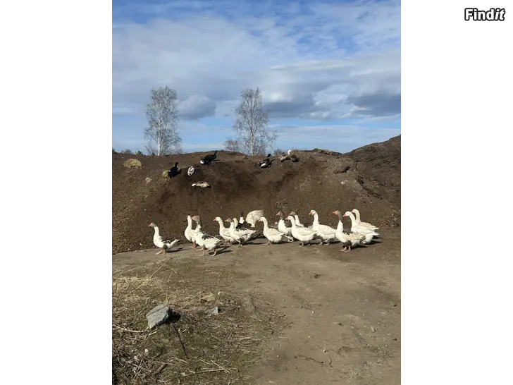 Säljes Gås ägg