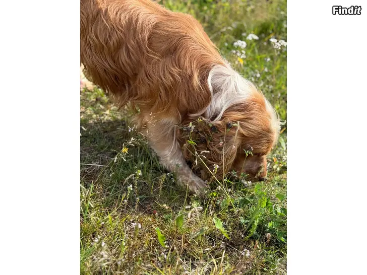 Vuokrataan astutukseen