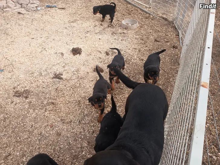 Myydään Rottweilerpentuja
