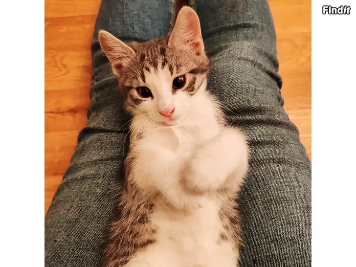 Myydään 2 söta honkattungar  redo att flytta