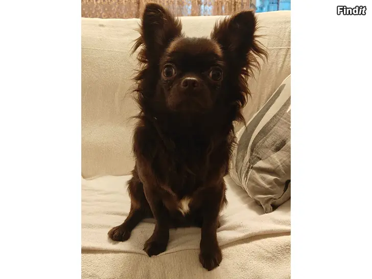 Myydään Chihuahua