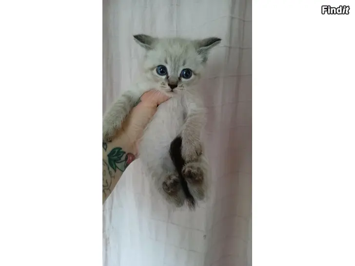 Myydään Kattungar