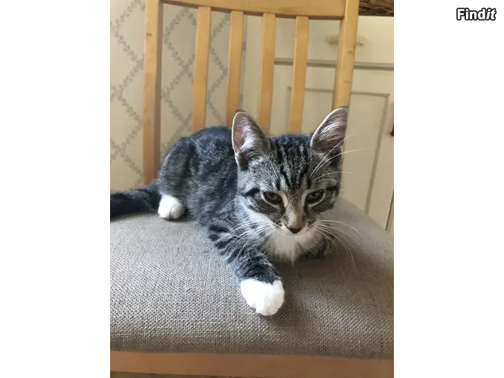 Säljes Kattungar