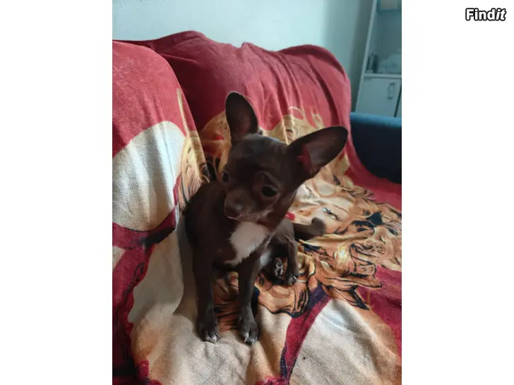 Myydään Chihuahua