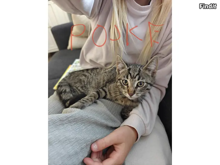 Säljes Kattungar