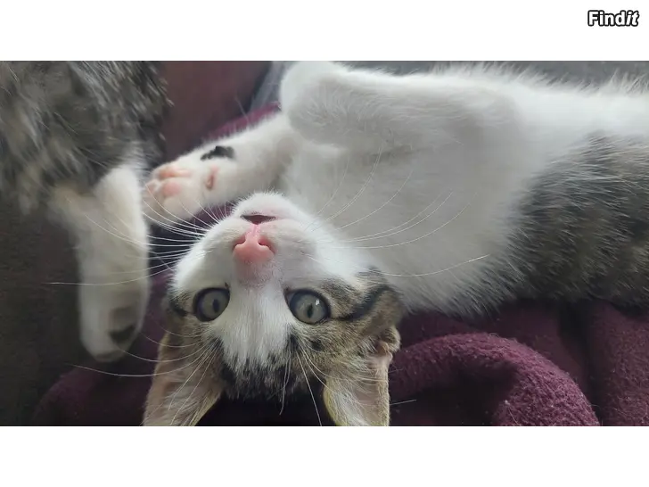 Säljes Kattungar