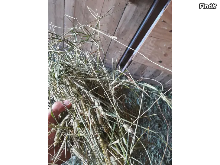 Säljes Häst foder