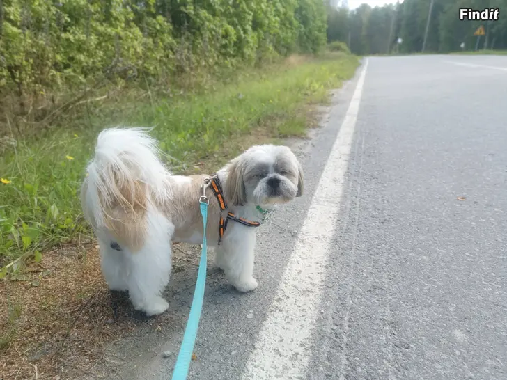 Myydään Fina Milo söker nytt hem