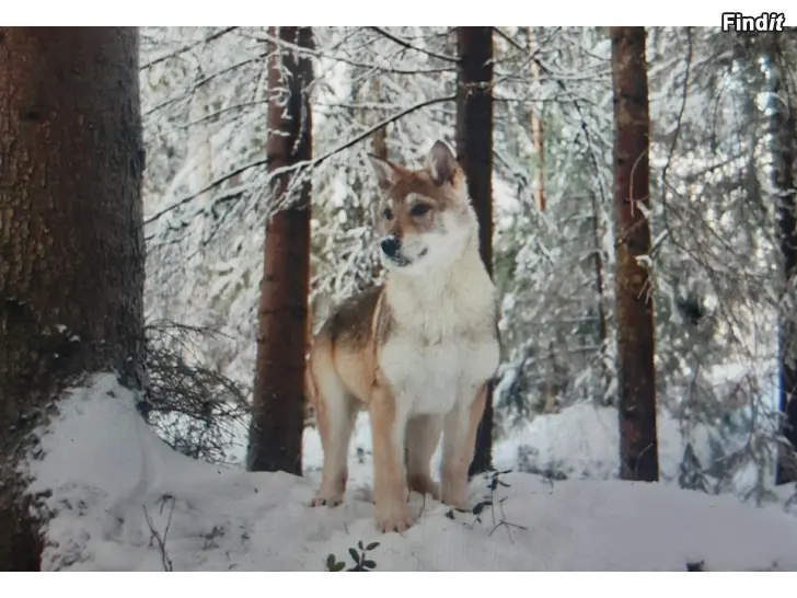 Myydään Koiranpentu tyttö