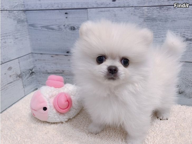 Säljes pomeranian pentu