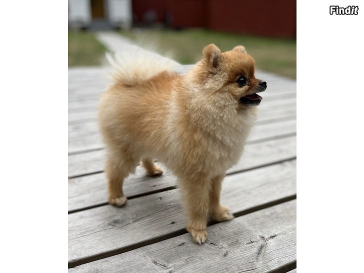 Säljes Pomeranian hane