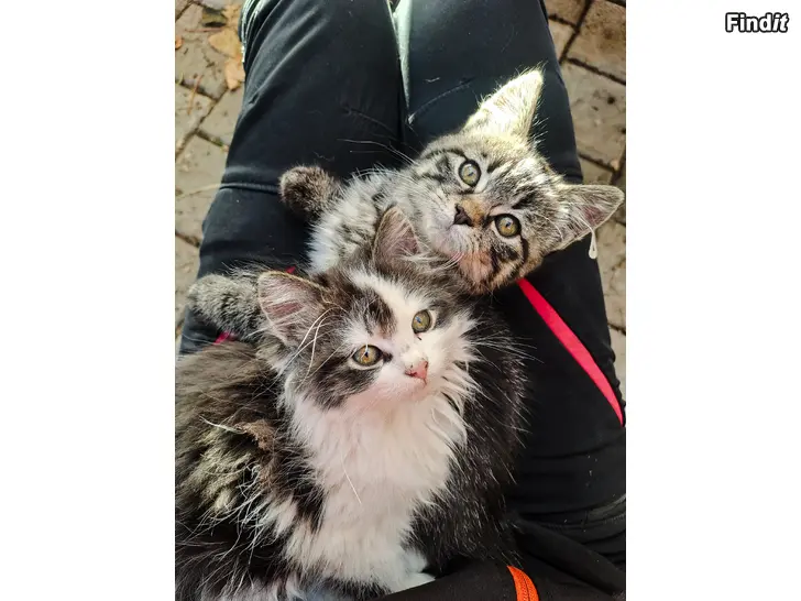 Säljes Kattungar