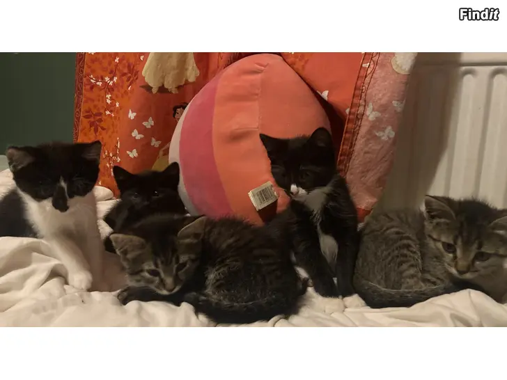 Säljes Kattungar