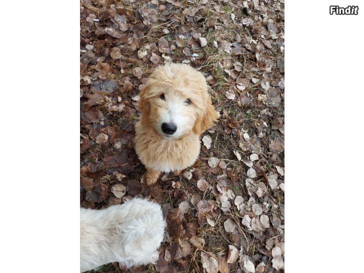 Myydään Labradoodle valpar