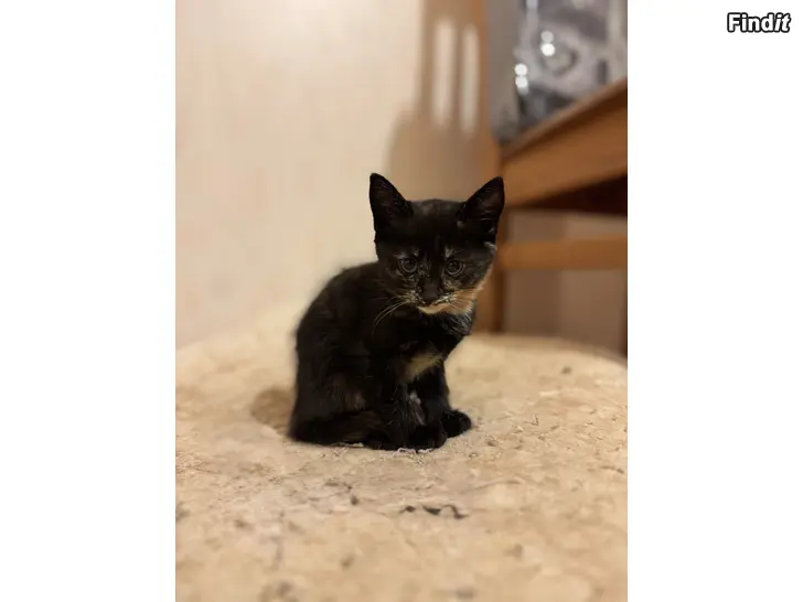Säljes Kattungar säljes