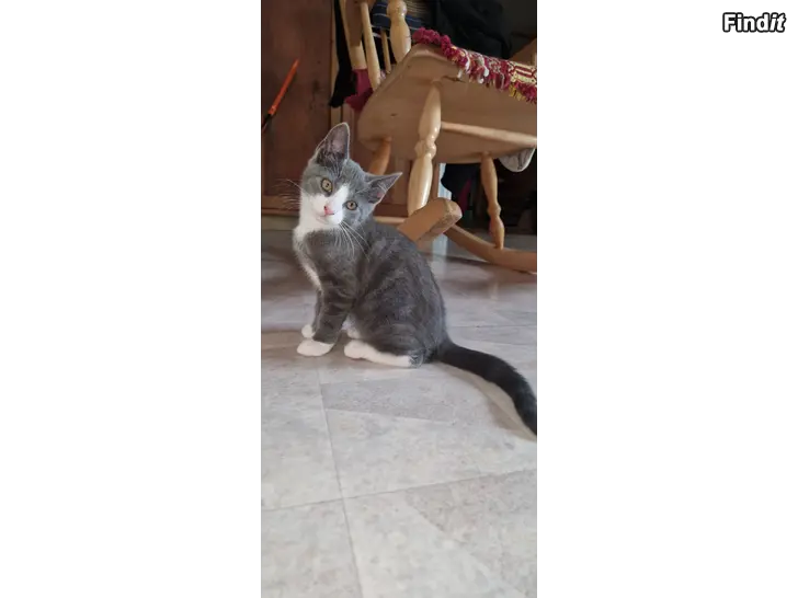Myydään Grå kattunge söker nytt hem RESERVERAD