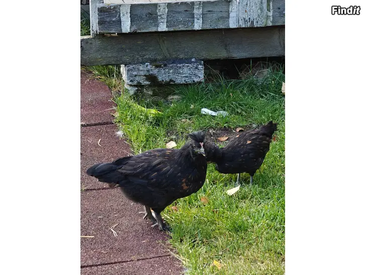 Säljes Paduaner kläckta i sommar