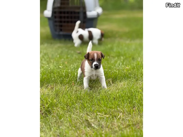Säljes Släthårig Foxterrier