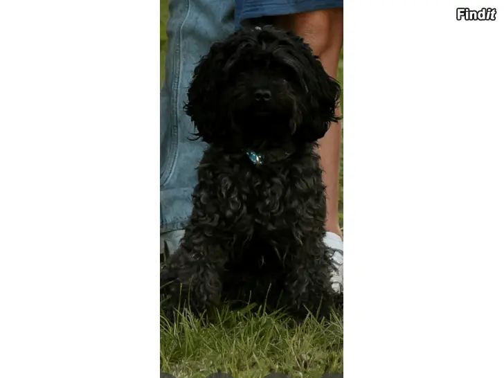 Säljes En söt cavapoo söker nytt kärleksfullt hem