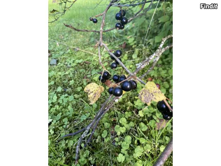 Säljes Färska vinbär till salu