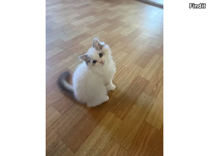 Myydään Ragdoll