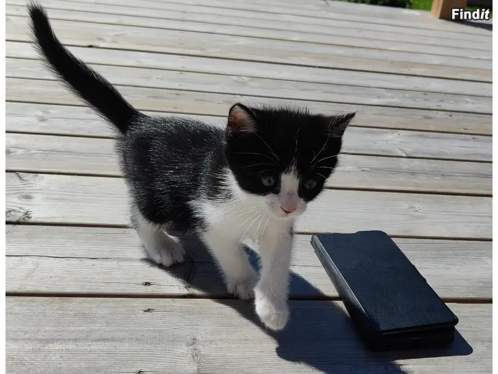 Myydään Kattungar