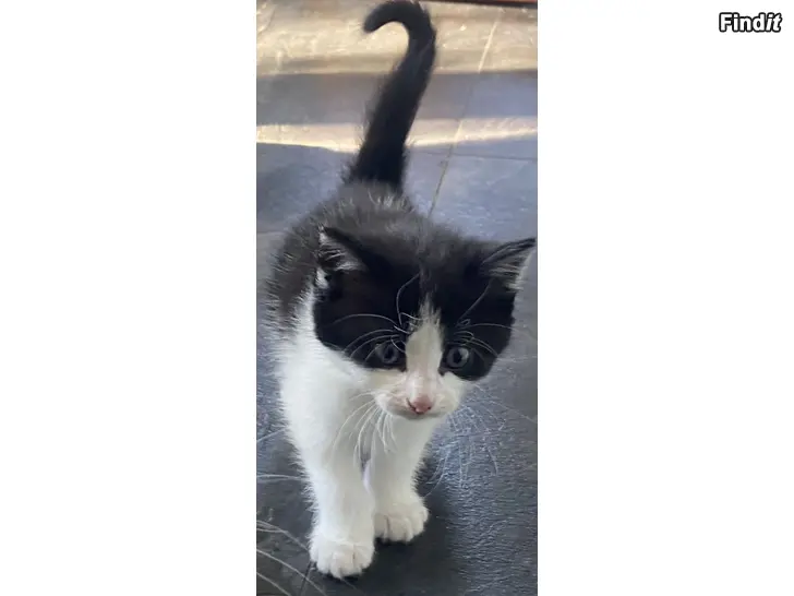 Säljes Kattunge