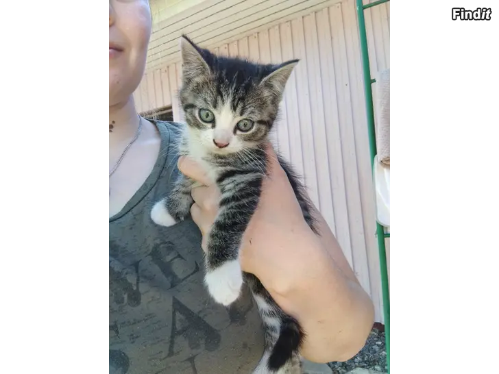 Säljes Kattungar