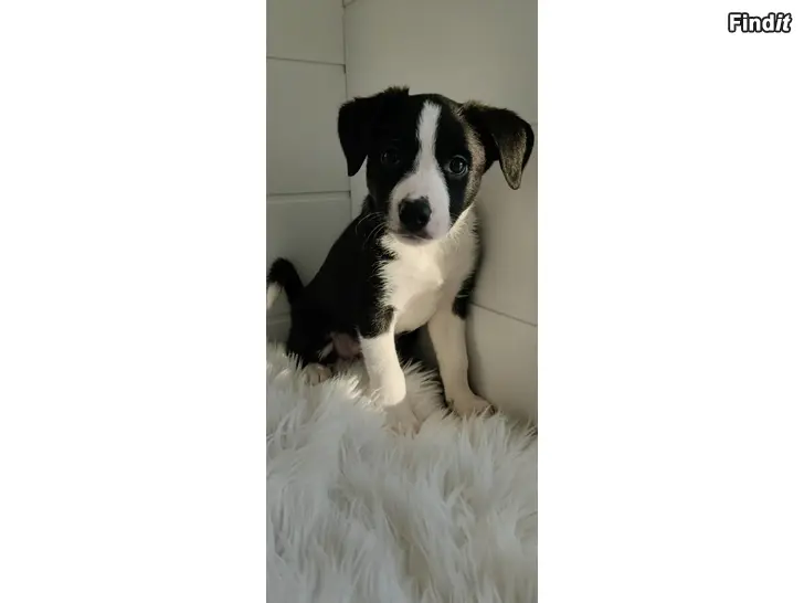 Säljes Bordercollie valp