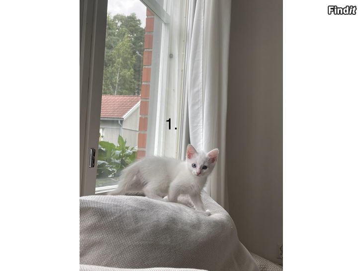 Myydään Kissanpentu