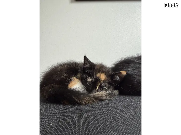 Säljes Kattunge hona säljes reserverad