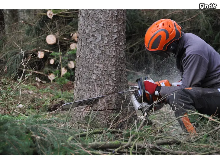Myydään Ammattimaista puunkaatoa koko Pohjanmaalla