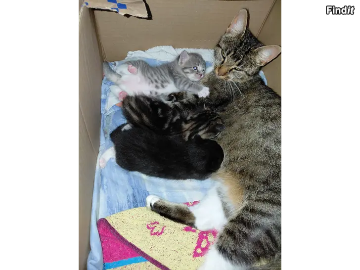 Säljes Kattungar