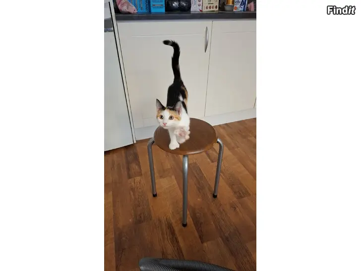 Säljes Kattungar