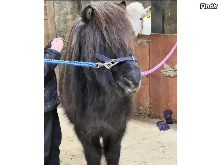 Säljes Sportlov på Riback Stall