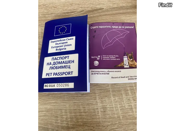 Säljes American Putbul 10 månaders