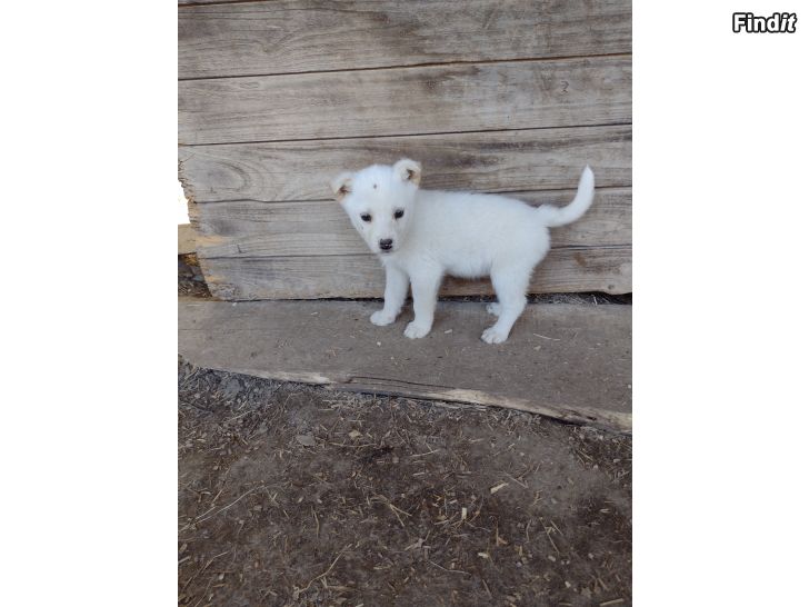 Säljes Alaska Husky