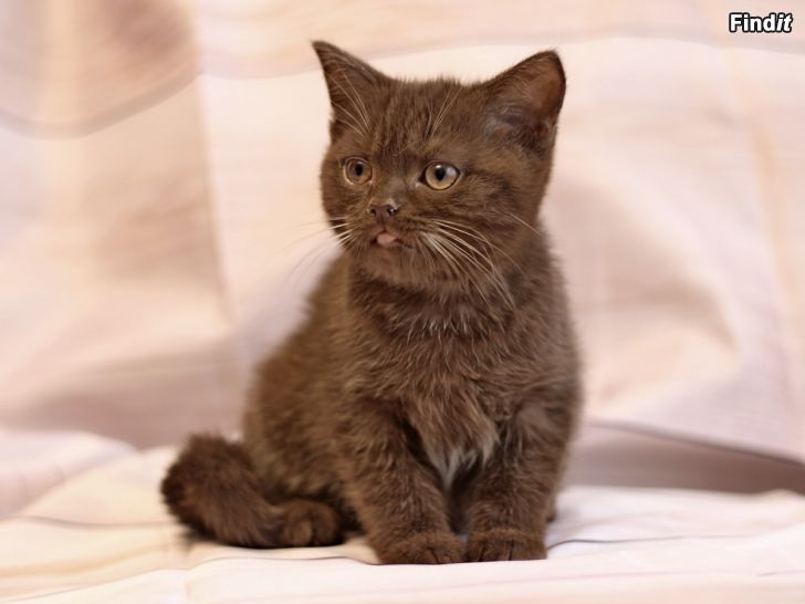 Myydään scottish straight ja scottish fold