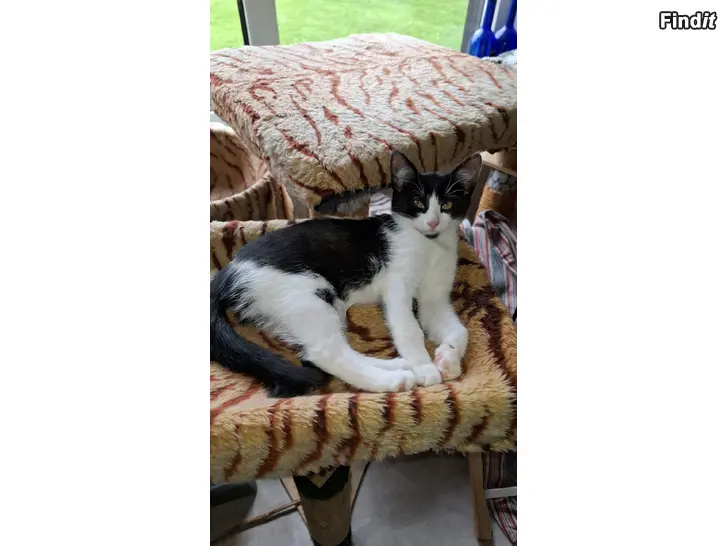 Säljes Kattungar söker nytt hem