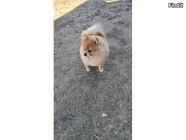 Myydään Pomeranian