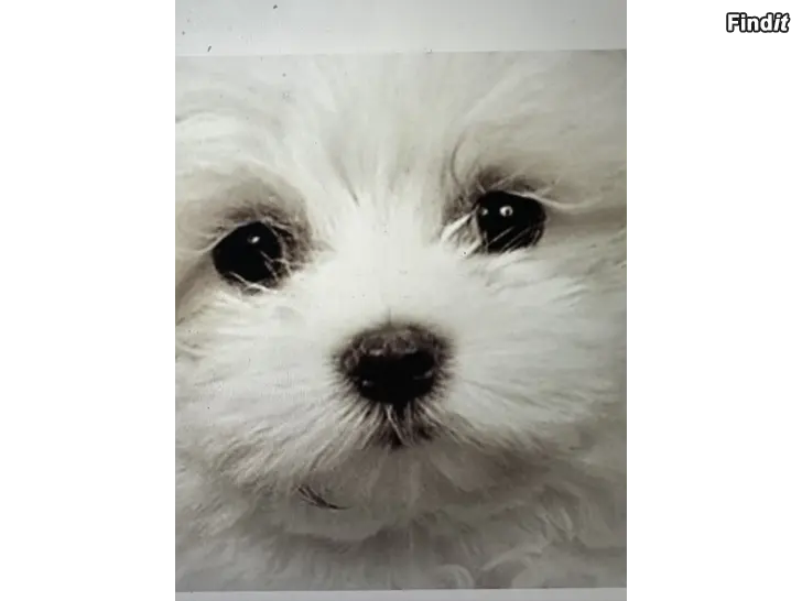 Säljes Westie valpar